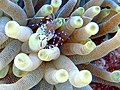 점박이청소새우, Periclimenes yucatanicus