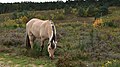 Een fjordenpaard in de Vallei van de Kikbeekbron