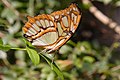 Siproeta stelenes Malachite