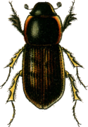 Aphodius obliteratus.