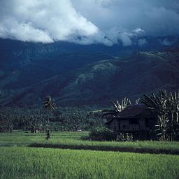 Berg, risfält och hus nära Palu