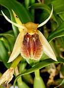 Coelogyne ovalis