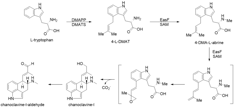 Biosynthesis of the ergoline scaffold