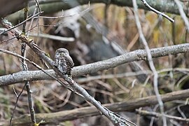 Glaucidium passerinum russia.jpg