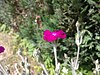 Silene coronaria