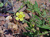 Tuberaria guttata