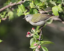 Leiothlypis peregrina Malus sp JRVdH 01