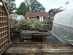 Plant sales by Co-op (Kington) - geograph.org.uk - 6523318.jpg