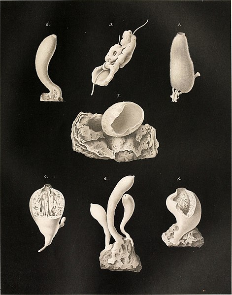 File:Report on the scientific results of the voyage of H.M.S. Challenger during the years 1873-76 - under the command of Captain George S. Nares, R.N., F.R.S. and Captain Frank Turle Thomson, R.N. (1883) (14787053493).jpg