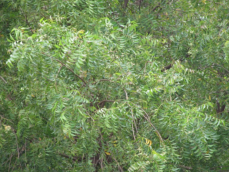 File:Starr-090814-4320-Azadirachta indica-leaves-Industrial area Mokulele Hwy-Maui (24854258072).jpg