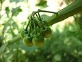 Unripe fruits (Segarra - Catalunya)