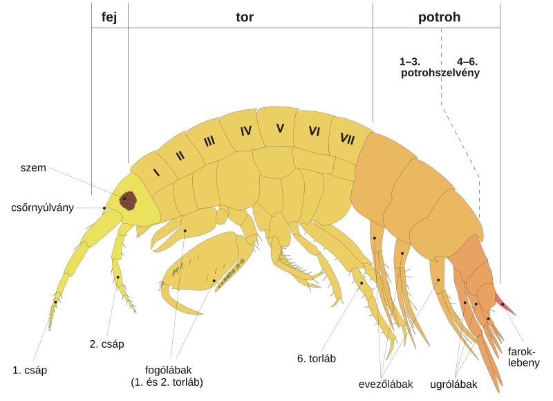 File:Scheme amphipod anatomy-hu.svg