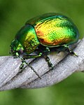 Tansy beetle