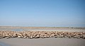 Les Moutons de la baie de Somme.