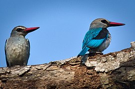 Woodland Kingfisher couple in Angola.jpg