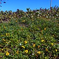 Seagrapes and dune sunflowers