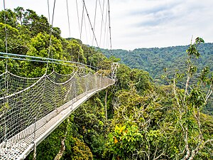 Baumkronenpfad im Nyungwe-Nationalpark