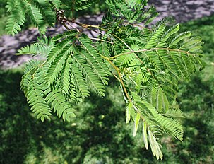 Open foliage during the day