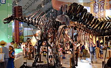 Skeletal mount in hind view