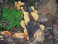 Fungi at Boorganna Nature Reserve