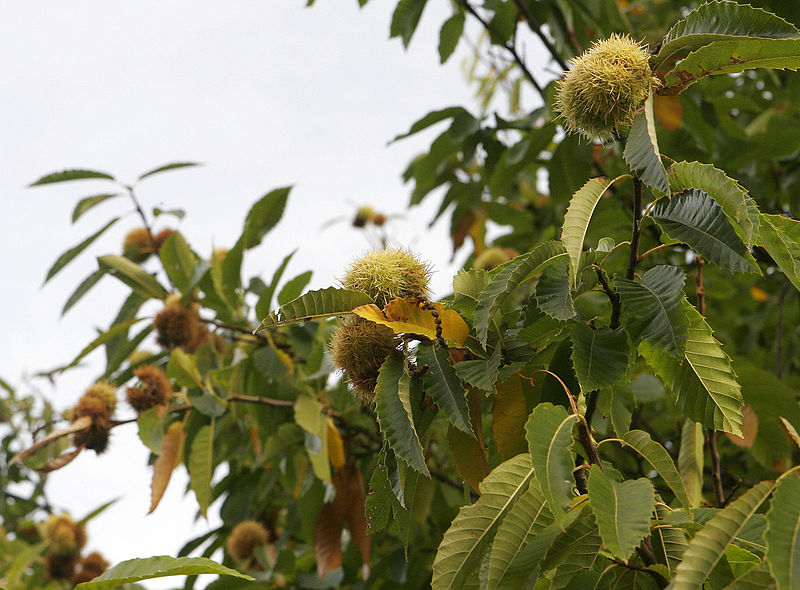 File:Chestnuts on tree.jpg