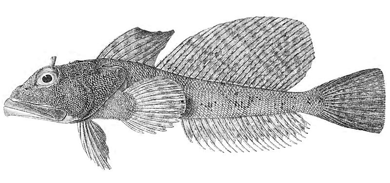 File:Cottoperca macrophthalma-PlateV fig2 Regan1913.jpg