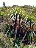 Dracophyllum fiordense