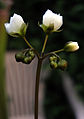 Drosera binata flowers