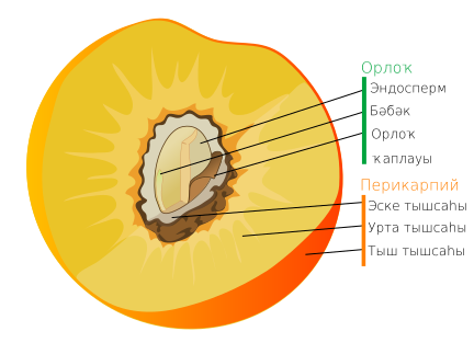 File:Drupe fruit diagram-ba.svg