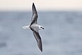 White-headed petrel