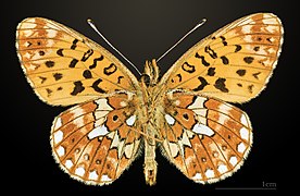 Ventral side