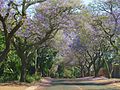 Rues bordées de jacarandas, quartier de Waterkloof.