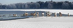 De Karpendonkse Plas (Karpen)