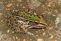 Southern Leopard Frog (Lithobates sphenocephalus), Occoquan Bay National Wildlife Refuge, Woodbridge, Virginia