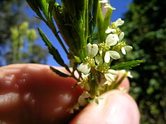 Tagetes minuta head1 (15756556993).jpg