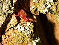 Trombidium holosericeum (3,2mm)