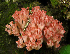 Description de l'image 2010-09-17 Ramaria botrytis crop.jpg.