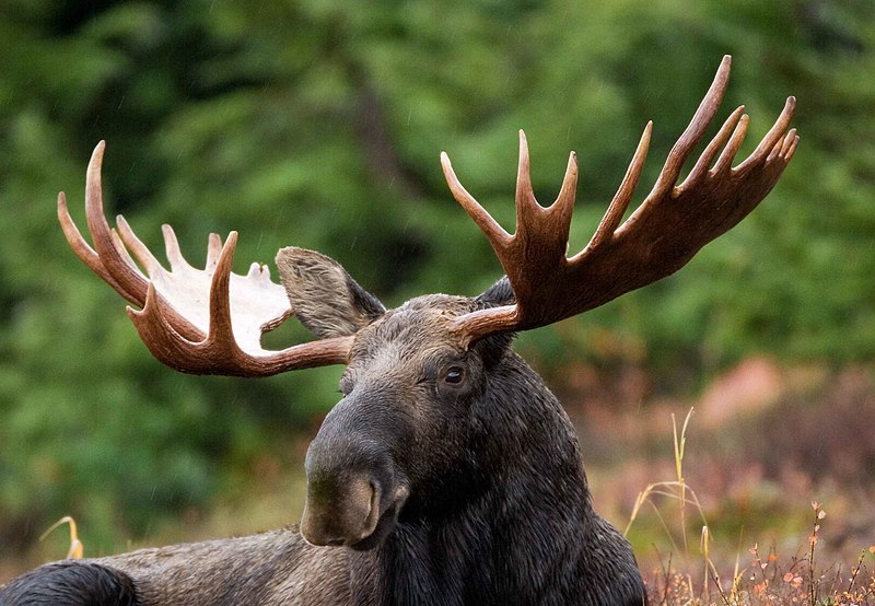 File:Moose antler crown.jpg