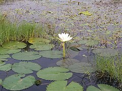 Nenúfares em Sankarpur (West Bengal)