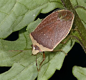 Southern green stink bug Nezara viridula