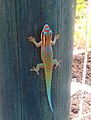Украшенный дневной геккон (Phelsuma ornata)
