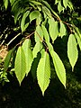 Acer carpinifolium