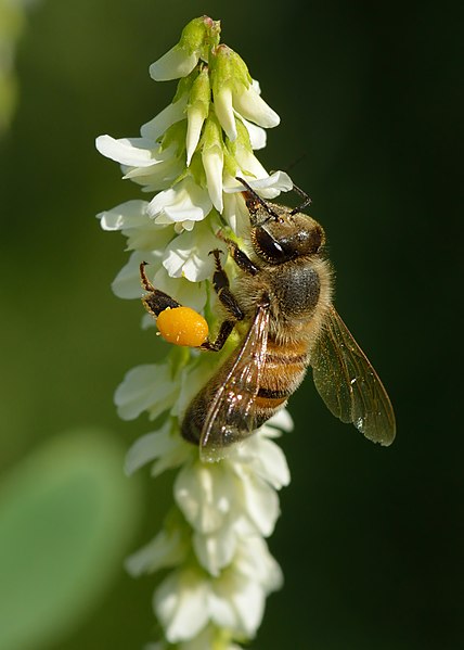 File:Apis mellifera - Melilotus albus - Keila.jpg