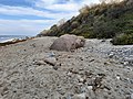 Zwerfsteen Olifantssteen aan de Oostzeekust, 700 m ten NO van Rerik; beschermd natuurmonument