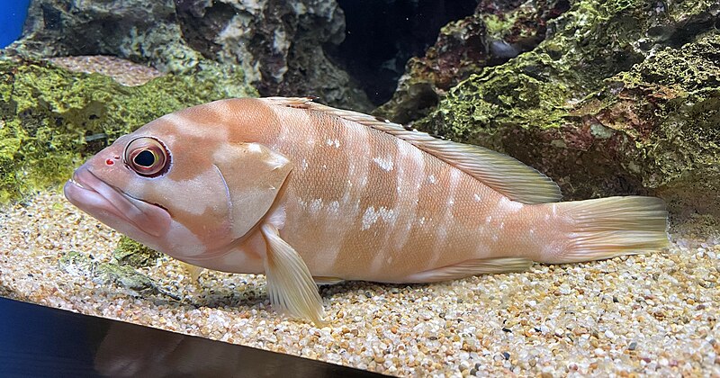 File:Epinephelus fasciatus Umitamago.jpg