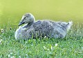 Image 73Canada goose gosling in Green-Wood Cemetery