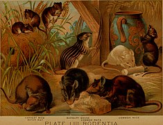 The animal kingdom; based upon the writings of the eminent naturalists, Audubon, Wallace, Brehm, Wood and others (1897) (18197022685).jpg