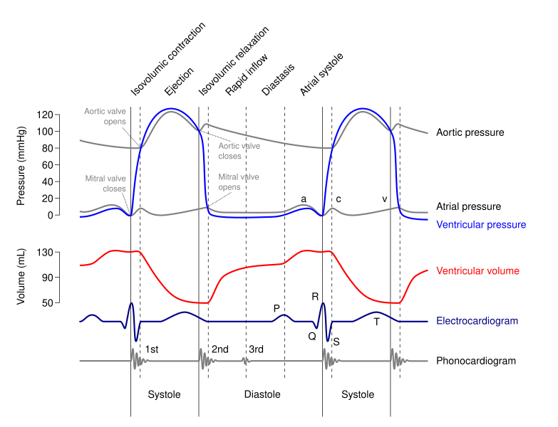 File:Wiggers Diagram.svg