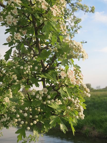 File:20170428Crataegus monogyna3.jpg