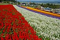 Nakafurano Municipal Lavender Garden 中富良野町営ラベンダー園